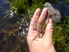 Dichanthelium spretum