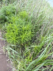 Achillea ptarmicoides