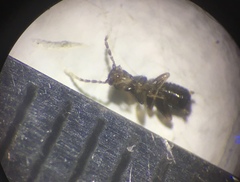 Zoraptera