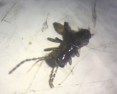 Zoraptera