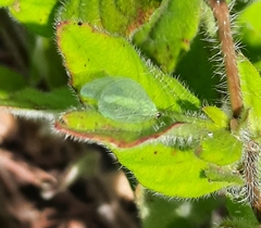 Chrysopa nigricornis