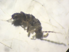 Zoraptera