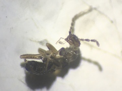Zoraptera