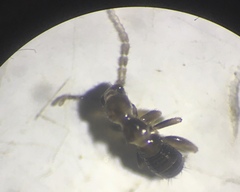 Zoraptera