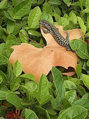 Podarcis muralis