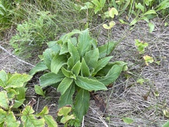 Cirsium vlassovianum
