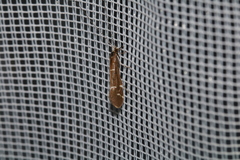 Athripsodes albifrons