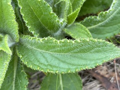 Cirsium vlassovianum