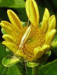 Oecanthus quadripunctatus
