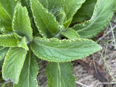 Cirsium vlassovianum