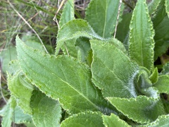 Cirsium vlassovianum