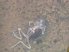 Hyla arenicolor