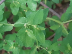Euphorbia peplus