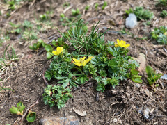 Potentilla brauniana