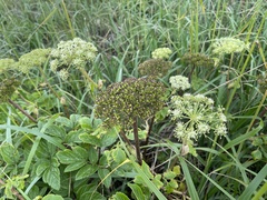 Angelica gmelinii