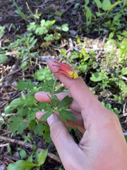 Aquilegia elegantula