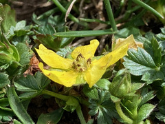 Potentilla brauniana
