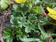 Potentilla brauniana