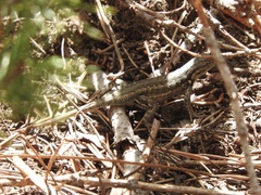 Sceloporus graciosus
