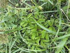 Angelica gmelinii