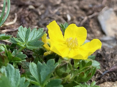 Potentilla brauniana