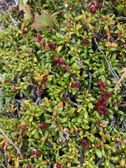 Kalmia procumbens