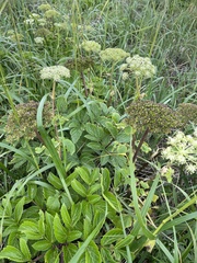 Angelica gmelinii