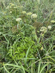 Angelica gmelinii