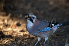Garrulus glandarius iphigenia
