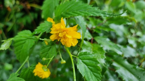 Kerria japonica