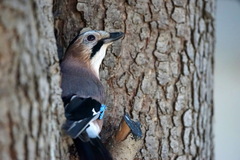 Garrulus glandarius iphigenia