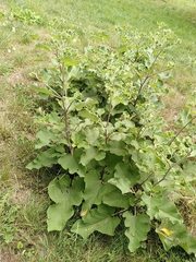 Arctium lappa