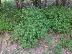 Euphorbia peplus