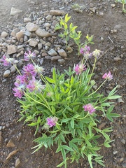 Trifolium dasyphyllum