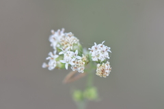 Florestina tripteris