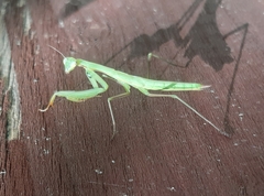 Mantis religiosa