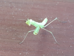 Mantis religiosa