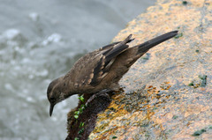 Cinclodes taczanowskii