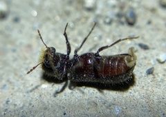 Amphicerus
