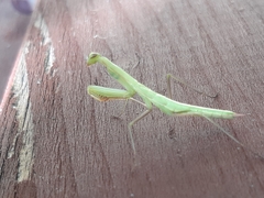 Mantis religiosa