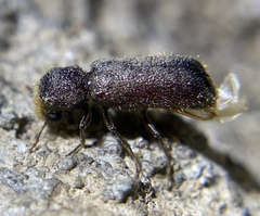 Amphicerus