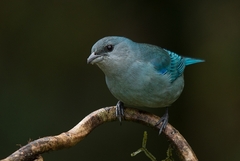 Thraupis cyanoptera