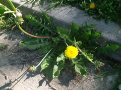 Taraxacum officinale