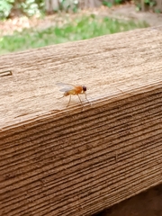 Diptera