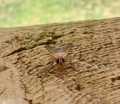 Diptera