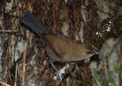 Pyriglena leucoptera