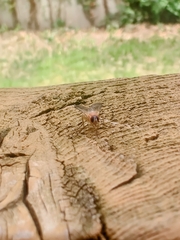 Diptera