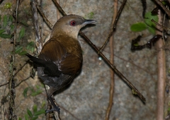 Pyriglena leucoptera