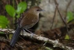 Pyriglena leucoptera