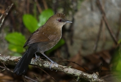 Pyriglena leucoptera
